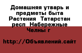 Домашняя утварь и предметы быта Растения. Татарстан респ.,Набережные Челны г.